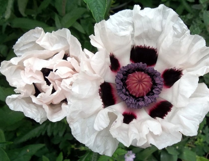 Мак papaver royal wedding