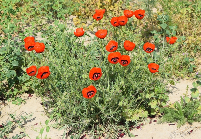 Papaver commutatum