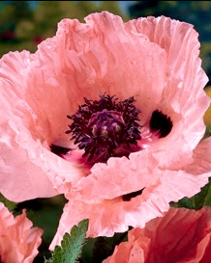 Мак восточный koenigin alexandra