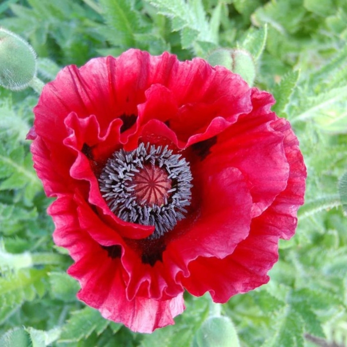Papaver orientale 'mrs. perry'