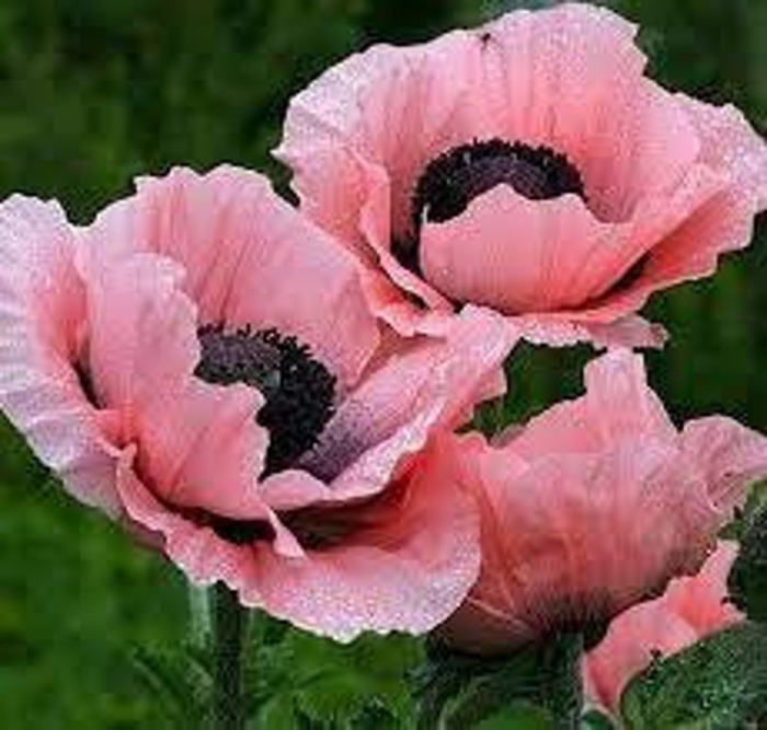 Papaver orientale