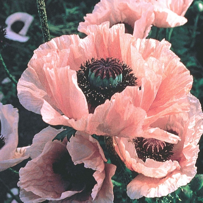 Мак восточный picotee