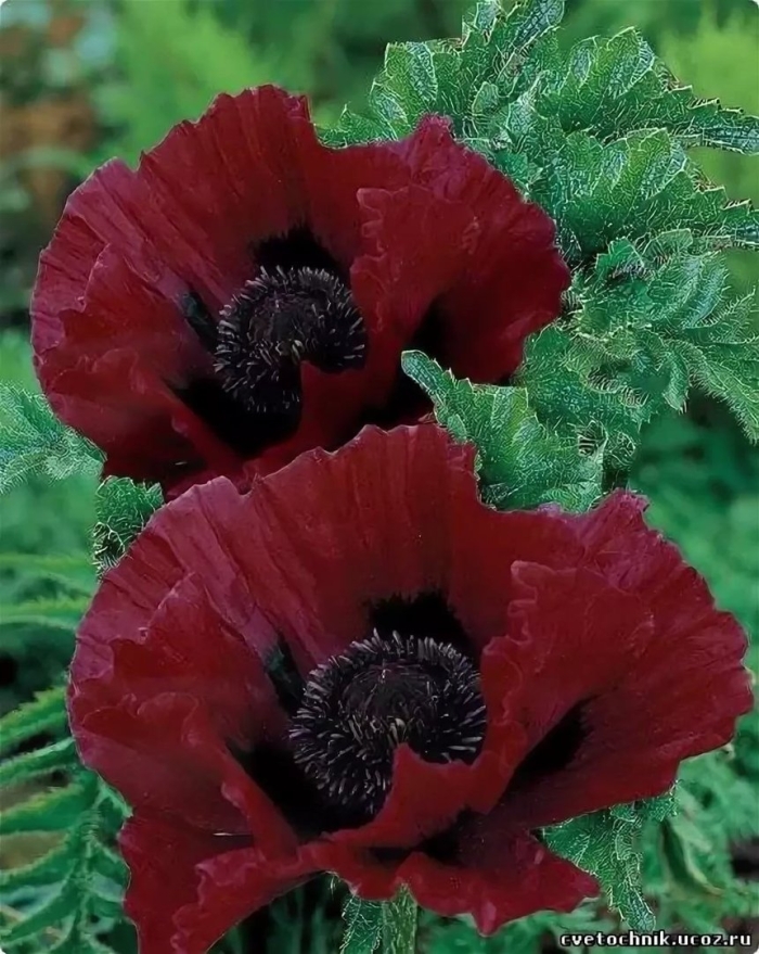 Papaver orientale 'mrs. perry'