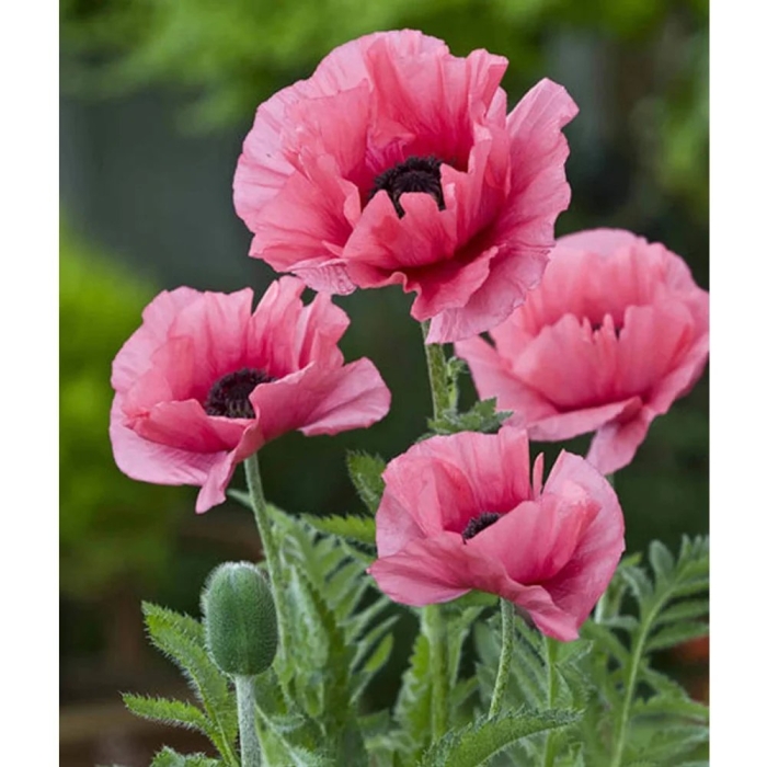 Цветки мака