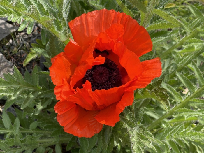 Разновидности мака