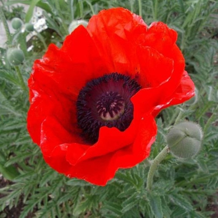 Papaver orientale 'mrs. perry'