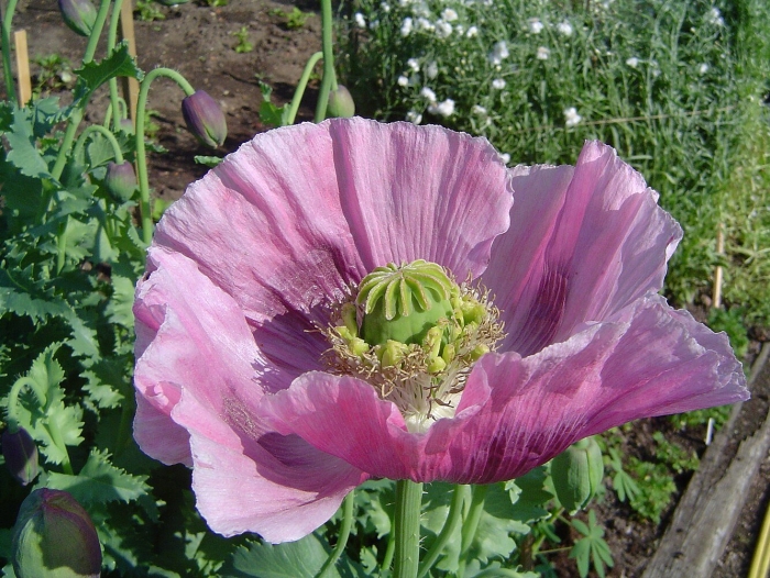 Мак снотворный papaver somniferum