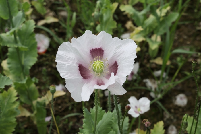 Мак papaver somniferum
