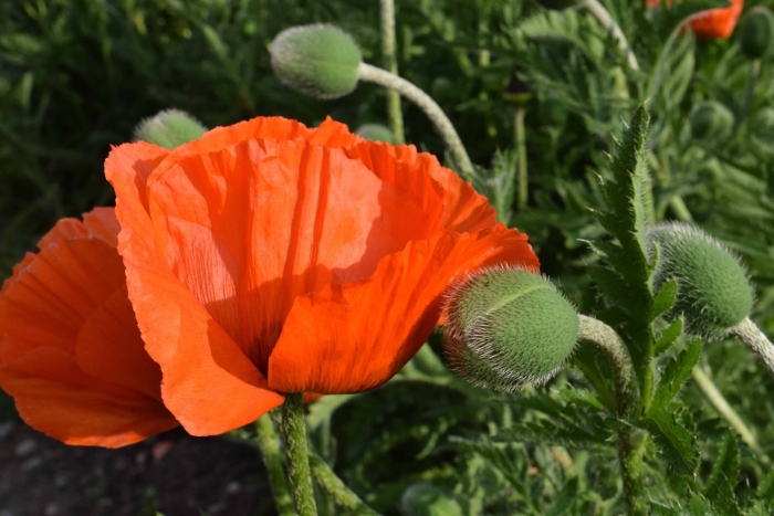 Растение мак