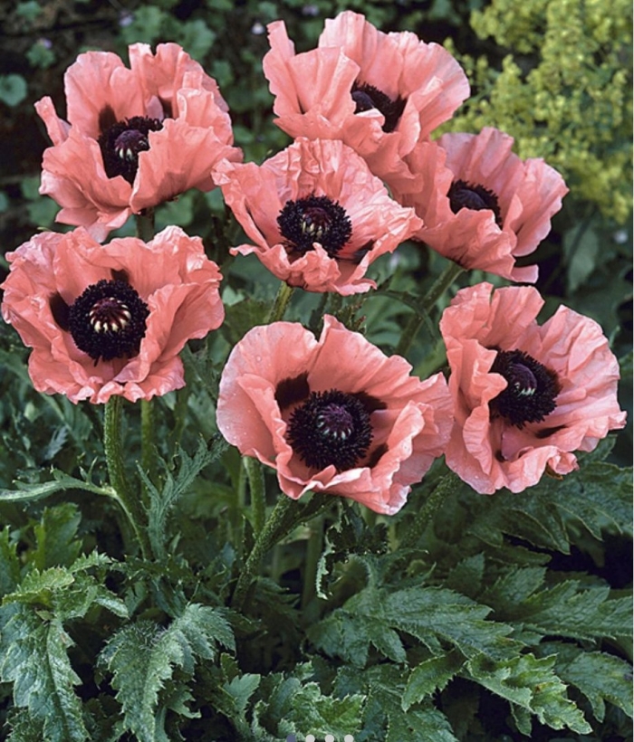 Мак восточный (papaver orientale l.)