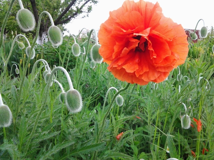 Мак декоративный многолетний