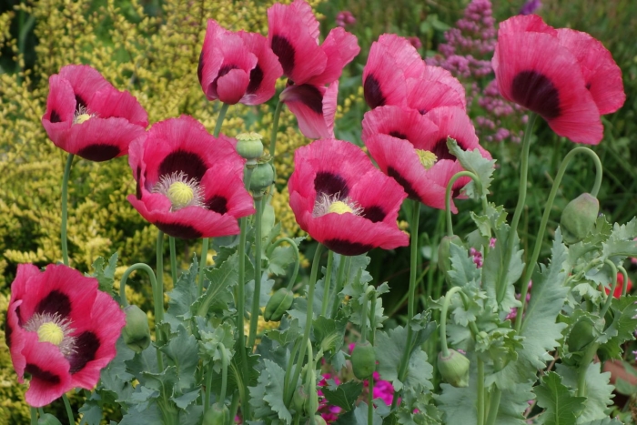 Мак снотворный papaver somniferum