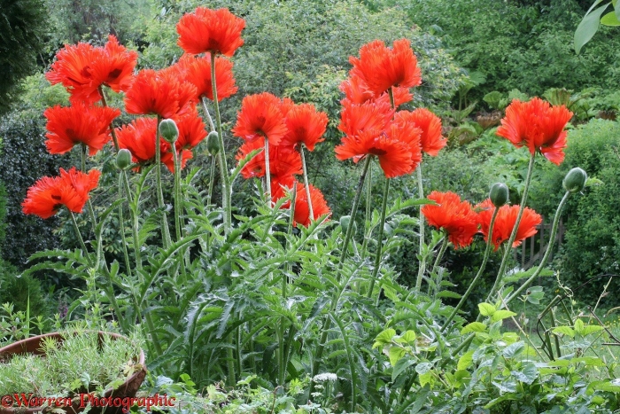 Мак декоративный многолетний