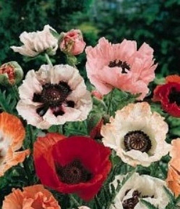 Мак декоративный многолетний