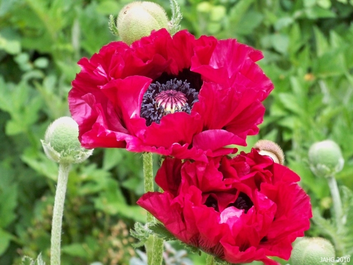 Papaver somniferum