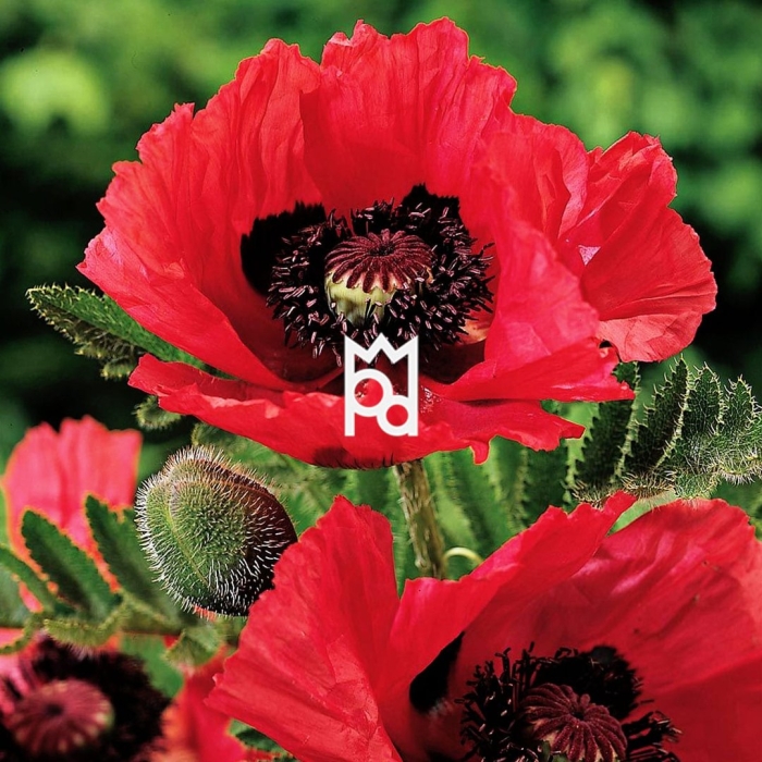 Papaver orientale 'mrs. perry'