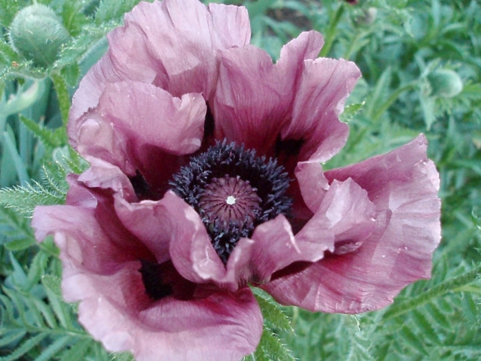 Папавер восточный