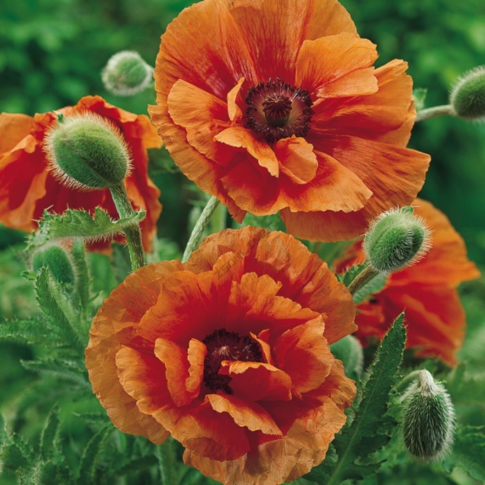 Papaver orientale
