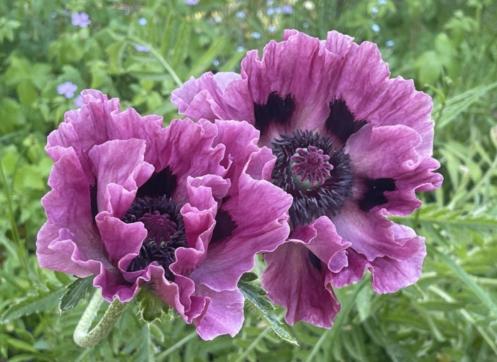 Papaver somniferum