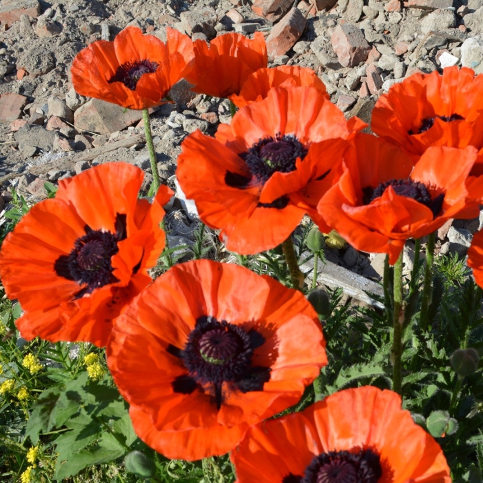 Мак садовый многолетний