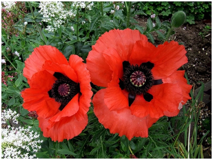 Мак восточный папавер