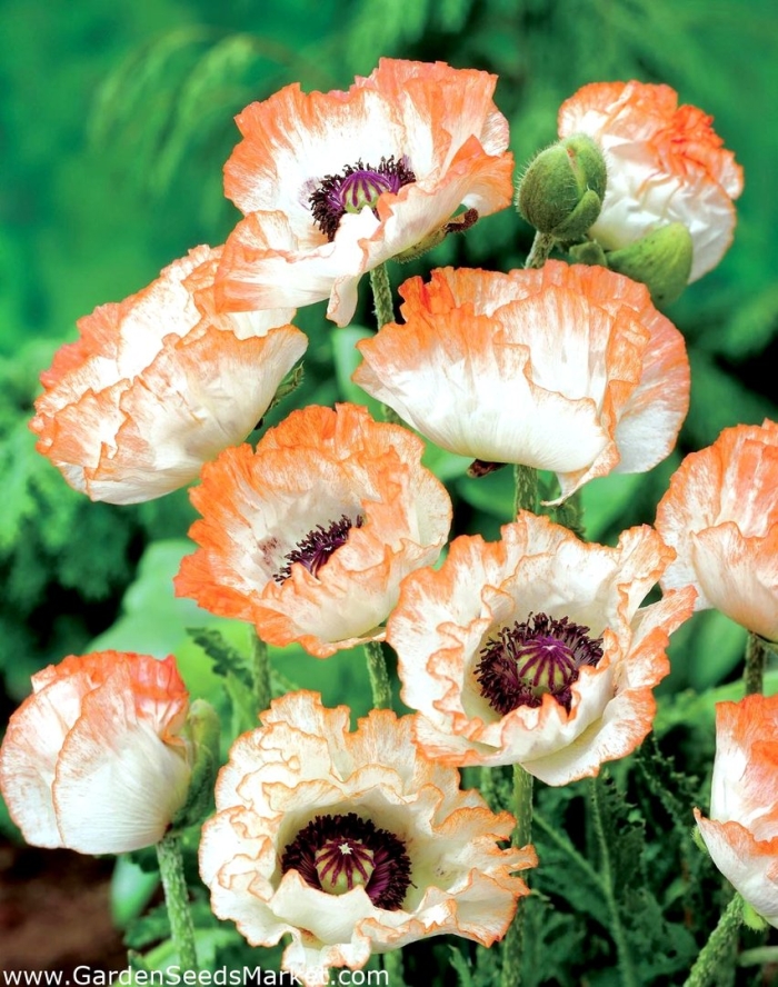 Мак восточный пикоти