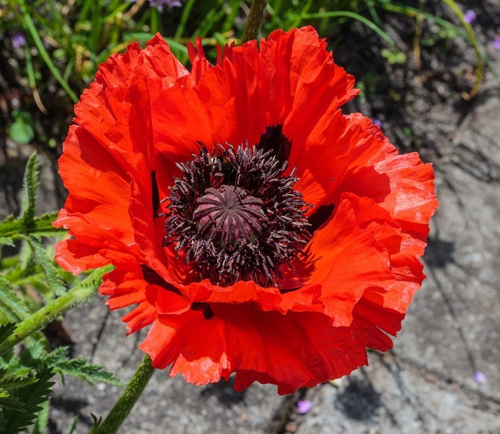 Papaver orientale 'mrs. perry'