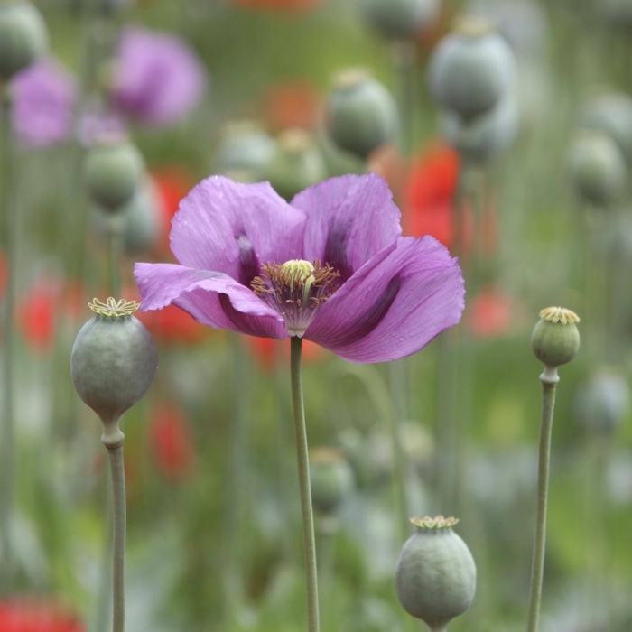 Мак снотворный papaver somniferum