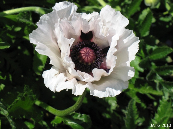 Мак papaver royal wedding