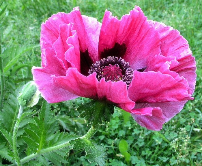 Мак папавер