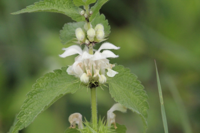 Цветок яснотки белой