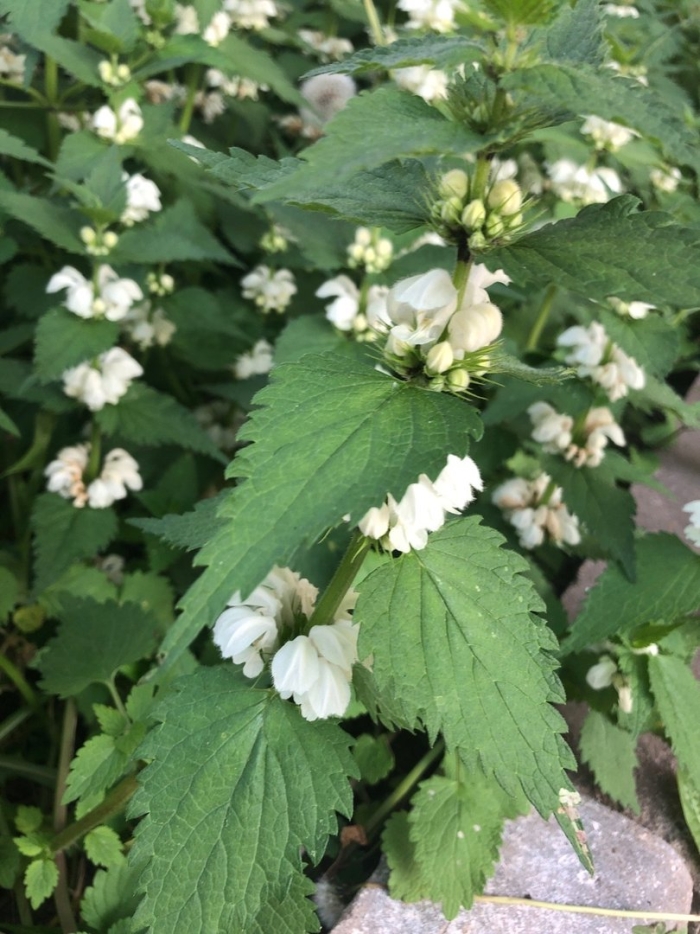 Яснотка крапчатая white nancy