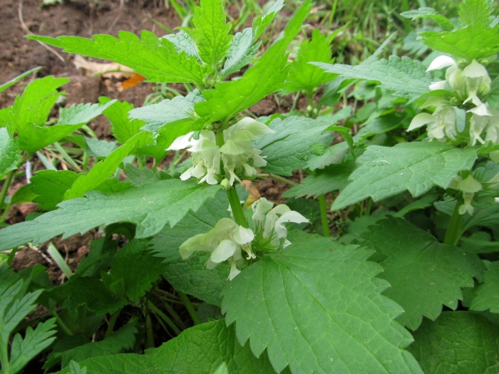 Глухая крапива