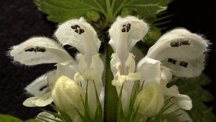 Яснотка белая растение