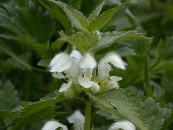 Цветок яснотки белой