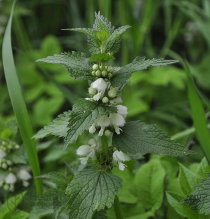 Яснотка белая трава