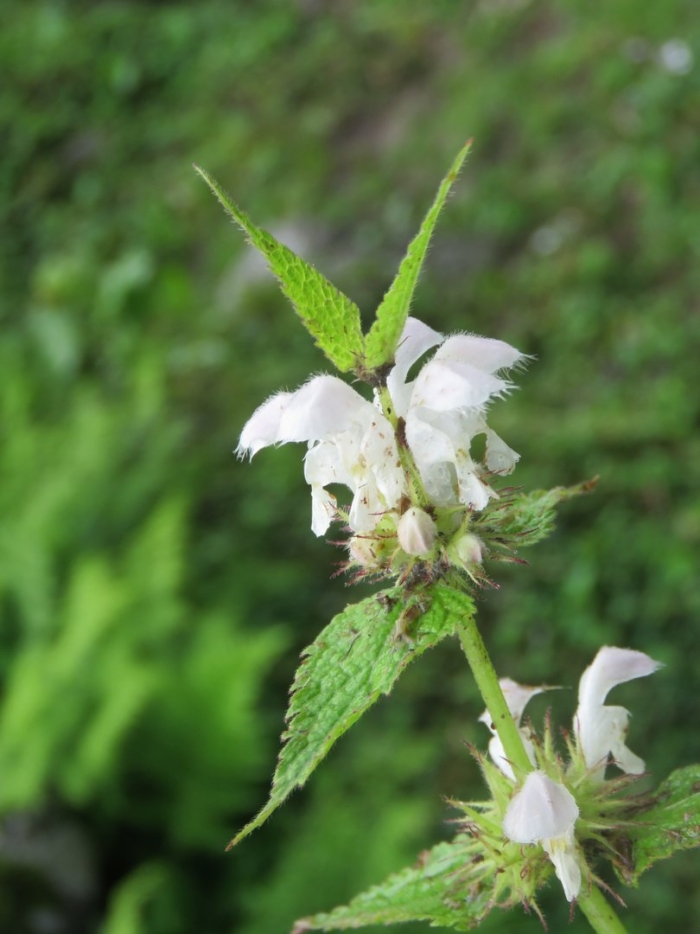 Цветок яснотки белой