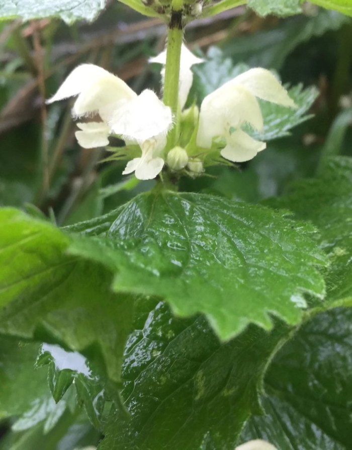 Яснотка белая трава