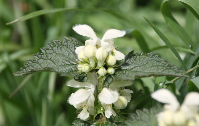 Яснотка полевая луговая