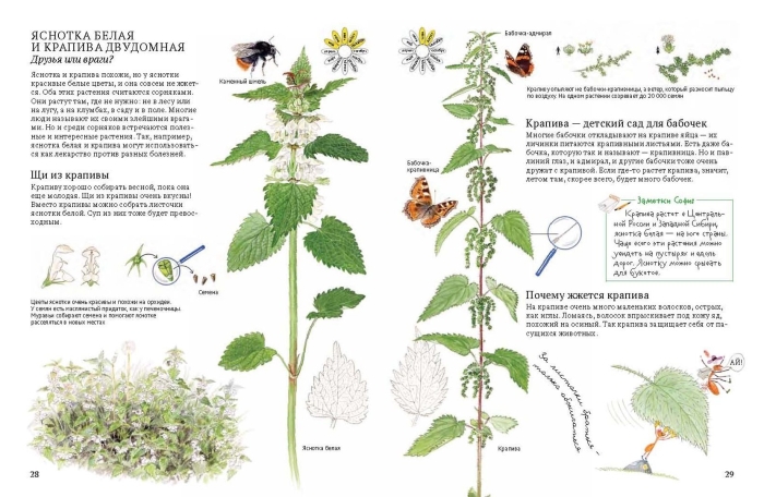 Крапива двудомная яснотка белая