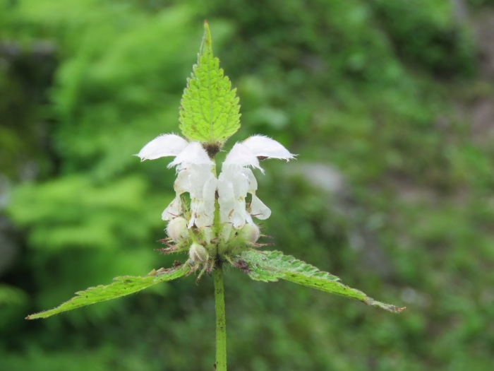 Вайт альбум