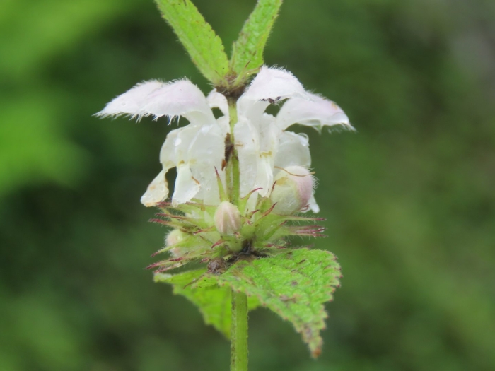 Цветок яснотки белой
