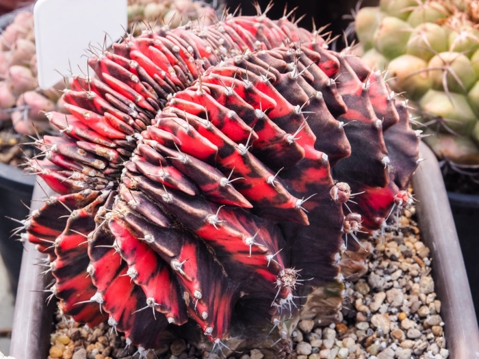 Гимнокалициум михановича блэк