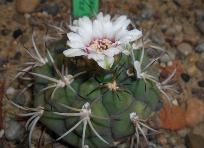 Гимнокалициум anisitsii