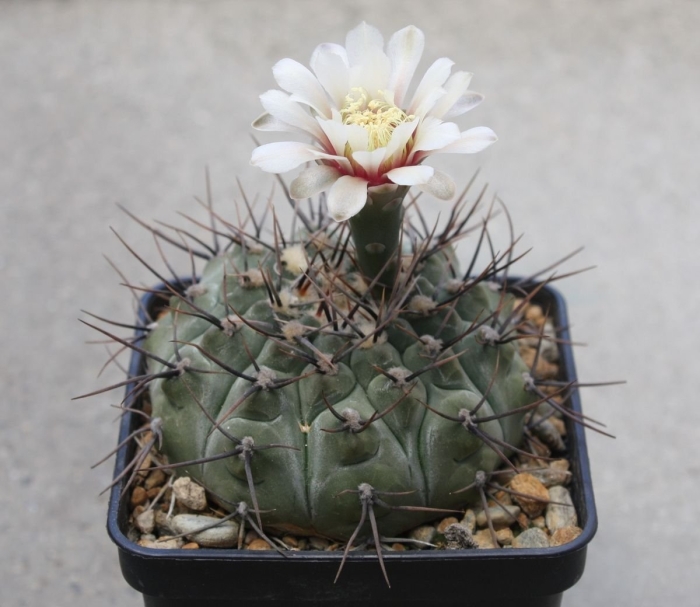 Gymnocalycium ochoterenae