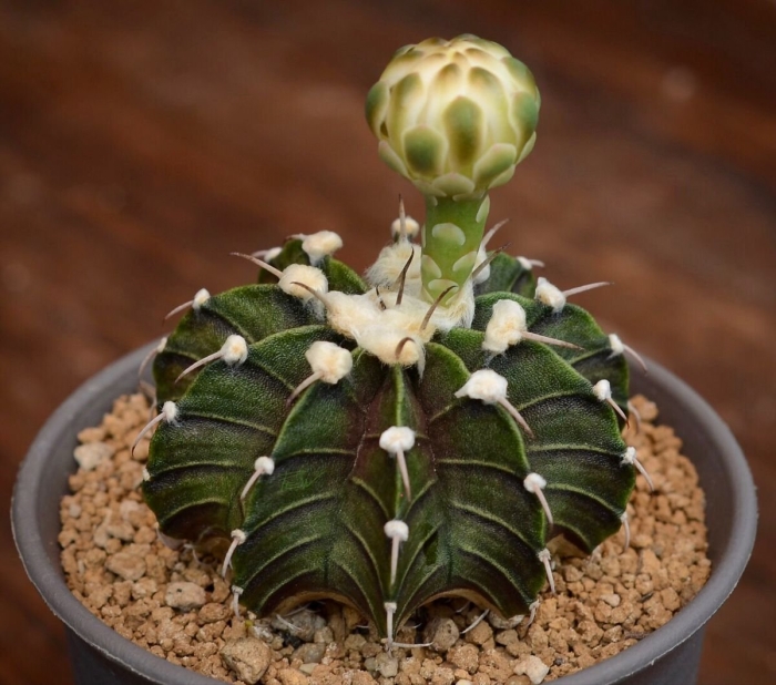 Гимнокалициум denudatum