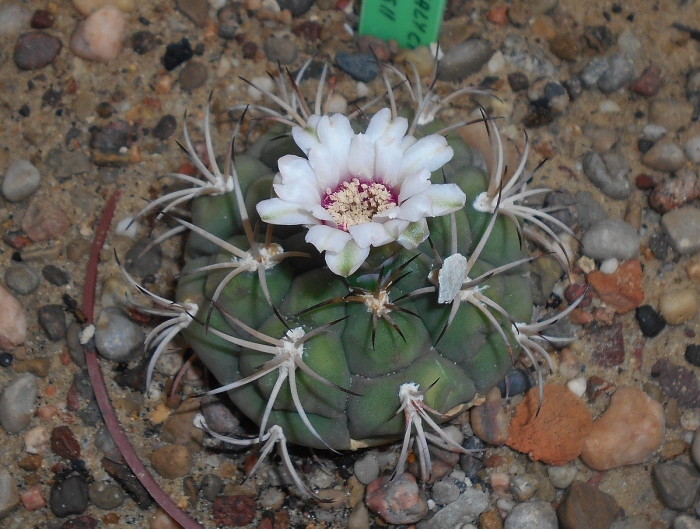 Gymnocalycium anisitsii