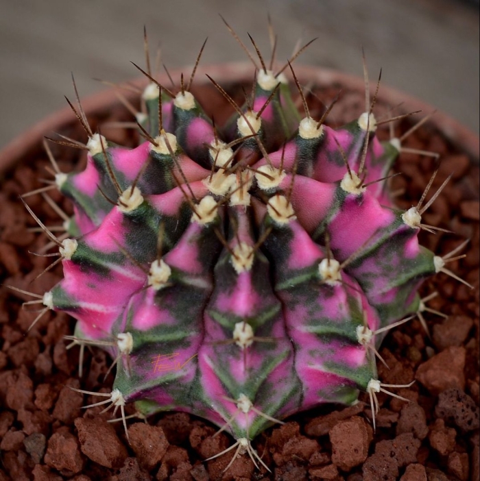 Gymnocalycium mihanovichii