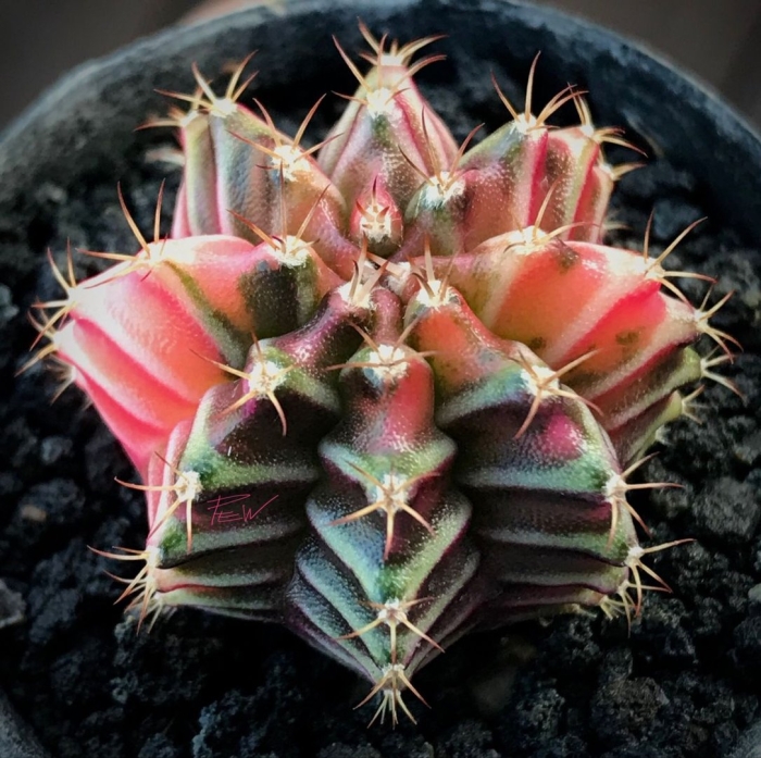 Кактус гимнокалициум