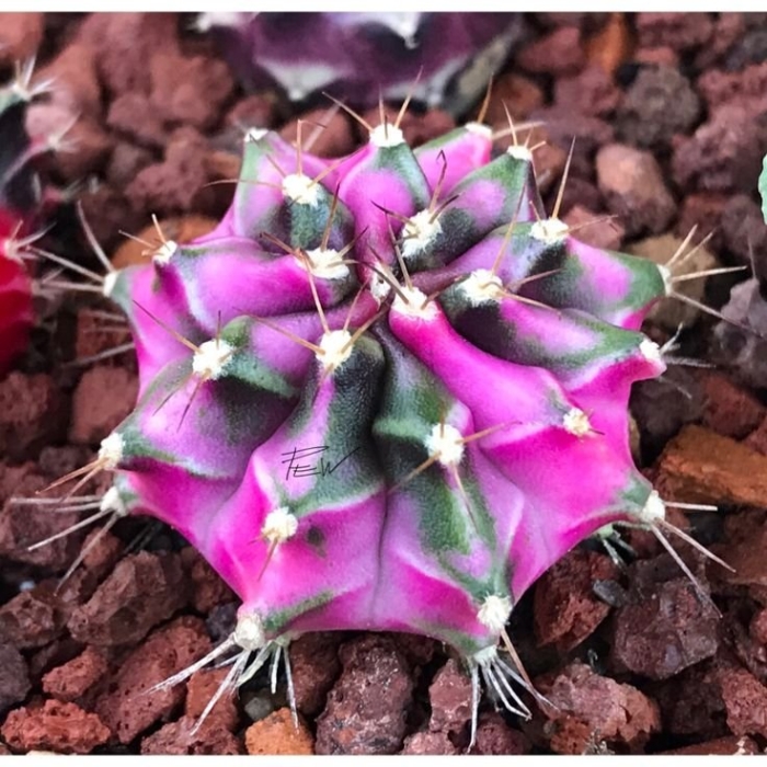 Gymnocalycium mihanovichii